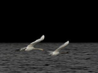 Zwei Höckerschwäne im Flug