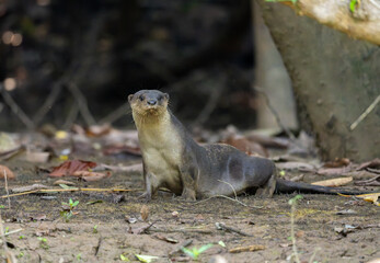 Asian Small-Clawed Otter on Riverbank Ground in Borneo Tropical Rainforest