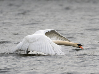 Ein Höckerschwan beim Start