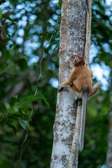 Young Proboscis Monkey Climbing Tree Trunk in Borneo Tropical Rainforest