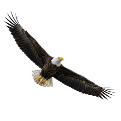 Naklejka premium Isolated Bald Eagle Flying