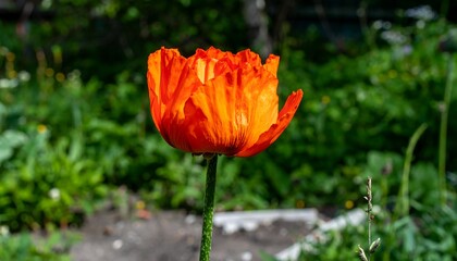 Fototapeta premium Vibrant orange poppy