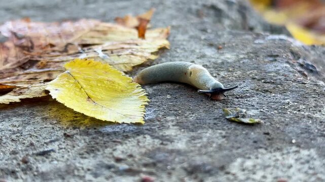 Great gray slug, leopard slug (Limax maximus), family Limacidae crawling on the ground, leaves. Leopard Slug or great grey slug, Limax maximus, crawling on granite stone in the garden on a rainy day.