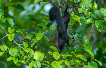 Prevost's Squirrel Feeding on Wild Berries in Borneo Rainforest