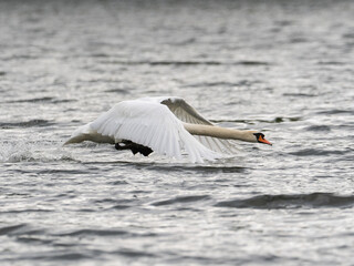 Ein Höckerschwan beim Start