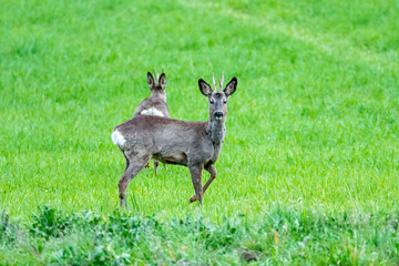 Two roe deer foraging in a lush green meadow during the early morning hours