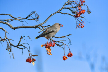 bird on a branch
