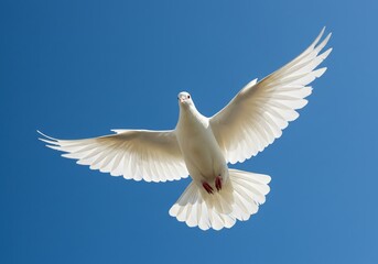 Obraz premium Graceful white dove soaring majestically against a clear blue sky, symbolizing hope, peace, and new beginnings