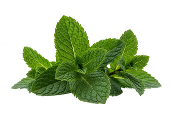 Fresh green mint leaves herb isolated on a transparent background