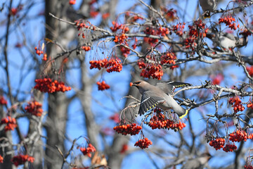 red rowan berries