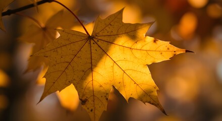 Fototapeta premium Autumnal leaf close up