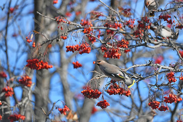 bird on a branch
