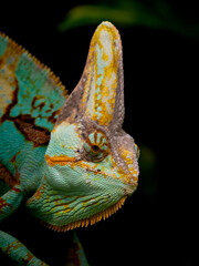 Jemenchamäleon (Chamaeleo calyptratus)