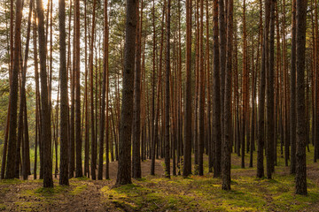 Obraz premium Sunrise or sunset in tall pine forest with long shadows on mossy ground. Nature landscape for tranquility and wilderness.