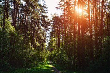 Obraz premium Forest path winding through green trees. Sunlit park landscape. Outdoor escape and natural scenery for relaxation. Vintage film aesthetic.