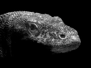 Komodowarane (Varanus komodoensis)