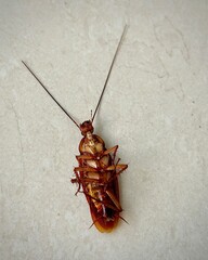 a dead cockroach lying on a white tiled surface. The image details the insect's body, texture, and legs, ideal for pest control or extermination themes.