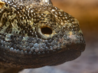 Komodowarane (Varanus komodoensis)