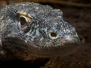 Komodowarane (Varanus komodoensis)