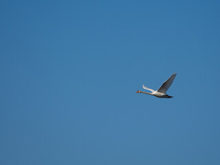 Ein Höckerschwan am blauen Himmel