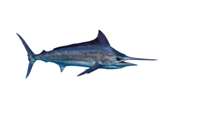 Great white shark swimming underwater, isolated on a white background with a blue ocean vector illustration