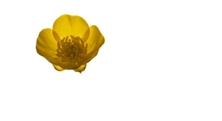 Isolated bright yellow tulip and petals on a white background for a vibrant spring flower closeup