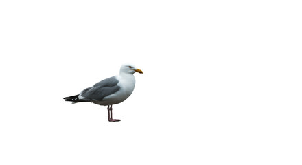 Obraz premium White sea gull standing, isolated on a white background