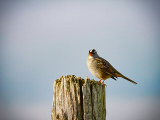 sparrow on a branch