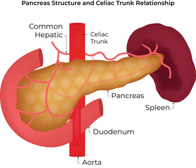 Pancreas Structure and Celiac Trunk Relationship Vector Illustration