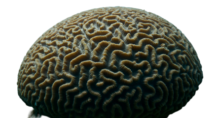 Macro texture design of a human brain coral sphere pattern isolated on a white background