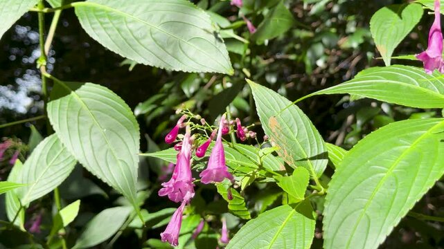 Bee Pollinates Strobilanthes cusia Flowers in Sunlit Garden