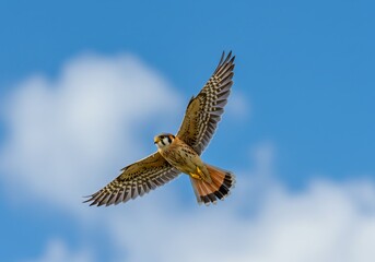 Obraz premium Majestic American Kestrel soars gracefully through a vibrant blue sky with wispy clouds, showcasing its intricate feather patterns and keen predatory gaze in a moment of pure avian freedom.