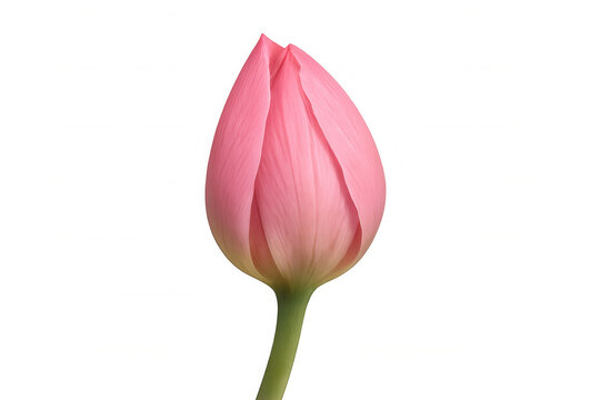 Pink lotus bud showing delicate petals on a green stem, symbolizing purity and new beginnings with a transparent background