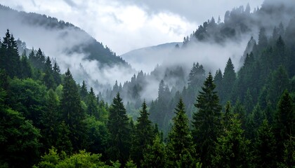 Moody forest valley view with dense fog clinging to trees. Lush green conifers in a serene, misty mountain scene