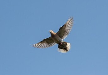 Fototapeta premium Graceful dove soaring majestically through a clear blue sky, wings spread wide in a moment of pure freedom and natural beauty