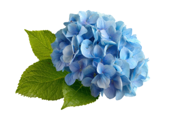 A delicate blue hydrangea bloom with lush green leaves on transparent background