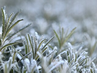 A macro view of lavender covered in a delicate layer of hoarfrost, showing the beautiful texture and cold of a winter morning.