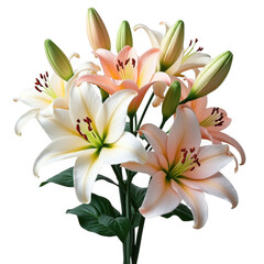 Elegant bouquet of pink and white lilies with green buds and stems isolated on transparent background