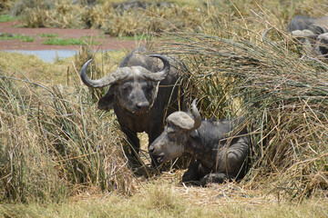 Africa, Tanzania, Ngorongoro, buffaloes couple