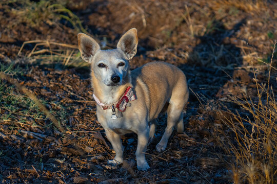 A Chiweenie is a cross between a Chihuahua and Dachshund, seen here standing in a park.