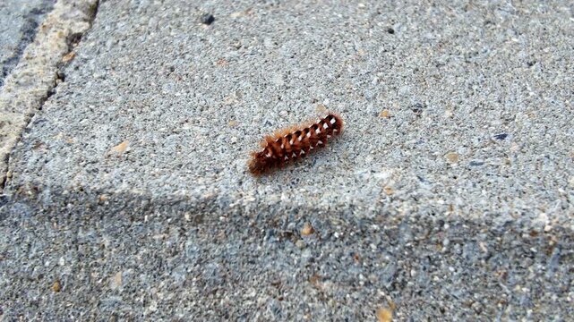 Close up of caterpillar crawling on textured concrete surface in sunlight