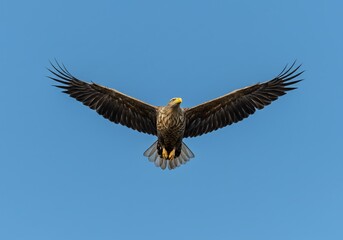Obraz premium Majestic white tailed eagle soaring powerfully with wings outstretched against a clear blue sky, embodying freedom and wildness
