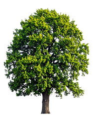 A vibrant tree with lush green foliage and a sturdy trunk showcasing the beauty of nature.