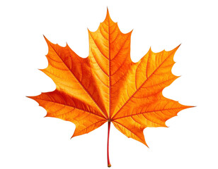 Obraz premium A vibrant orange maple leaf showcasing intricate veins and a distinct shape.