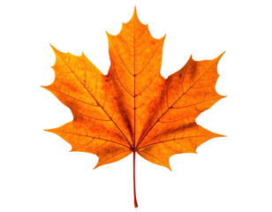 Fototapeta premium A vibrant orange maple leaf showcasing intricate veins and a distinctive shape, representing the beauty of autumn foliage.