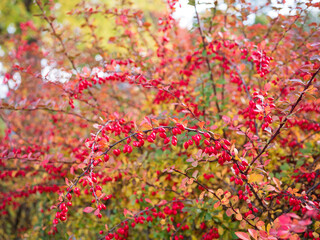 Branch of common barberry with red berries in autumn colors. A detail showing the beauty and richness of nature during the ripening season.