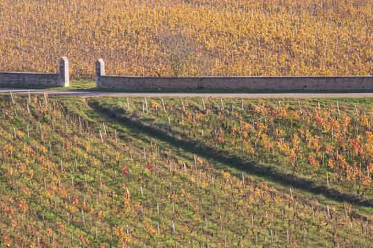 vignoble de Bourgogne en automne, parcelles de vignes autour du Clos-Vougeot en C&ocirc;te d'Or