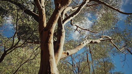 Tall trees tower upward, their branches stretching into a clear blue sky. Sunlight filters through the leaves, creating a beautiful scene of natures tranquility and majesty.
