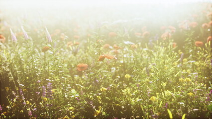 Obraz premium A vibrant field of wildflowers bursts with color, illuminated by gentle morning sunlight. Bright reds, yellows, and purples create a stunning natural tapestry, filled with life.