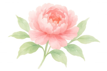 Fototapeta premium Peony flower watercolor illustration with delicate pink petals and green leaves, transparent background